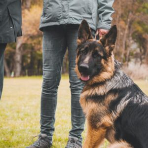 A German Shepherd sits with two adults outdoors in a park during autumn.