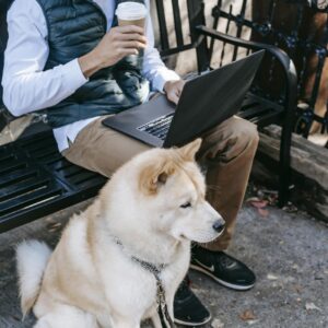 Pensive African American man freelancer using laptop and drinking takeaway coffee while sitting on bench near calm Akita Inu on street in sunny day