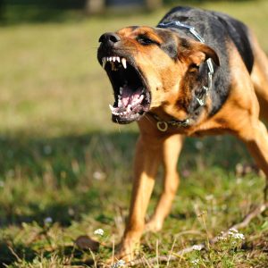 Reactivity & Fearfulness Rehab