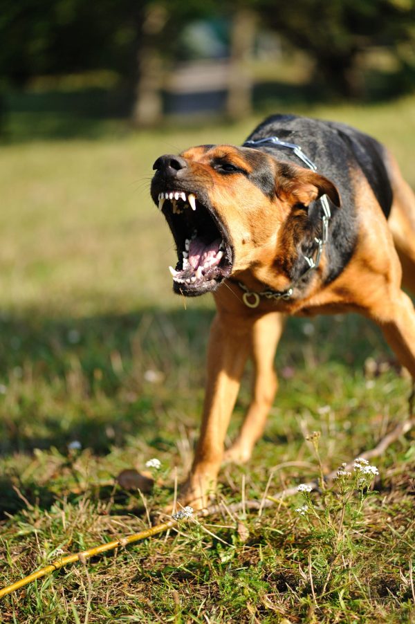 aggressive dog