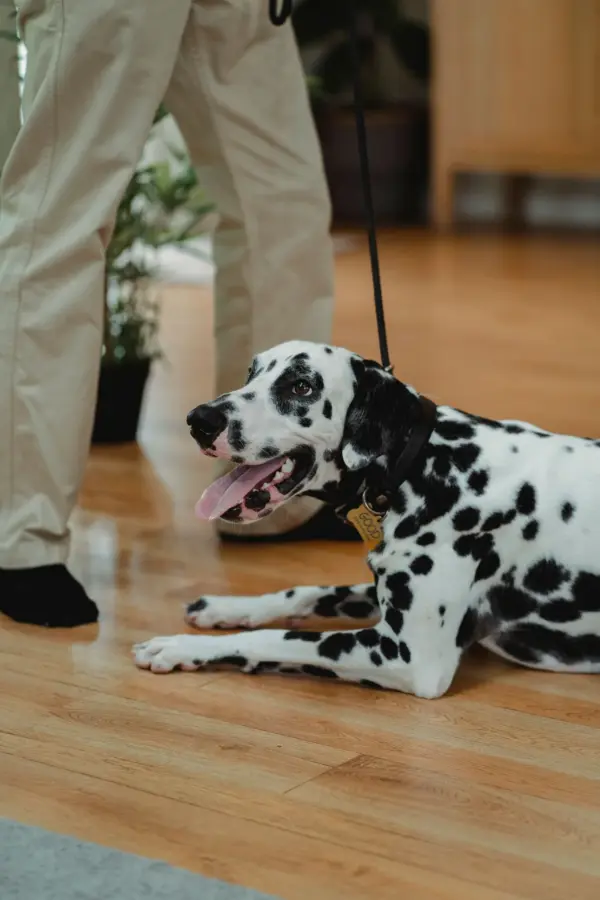 a-happy-dalmatian-dog-lying-on-a-wooden-floor-indoors-wearing-a-collar a-happy-dalmatian-dog-lying-on-a-wooden-floor-indoors-wearing-a-collar