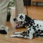 a-happy-dalmatian-dog-lying-on-a-wooden-floor-indoors-wearing-a-collar