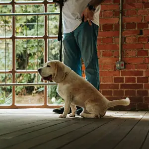Puppy & Adult Classes