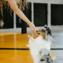 a-woman-trains-her-cheerful-shetland-sheepdog-to-sit-indoors
