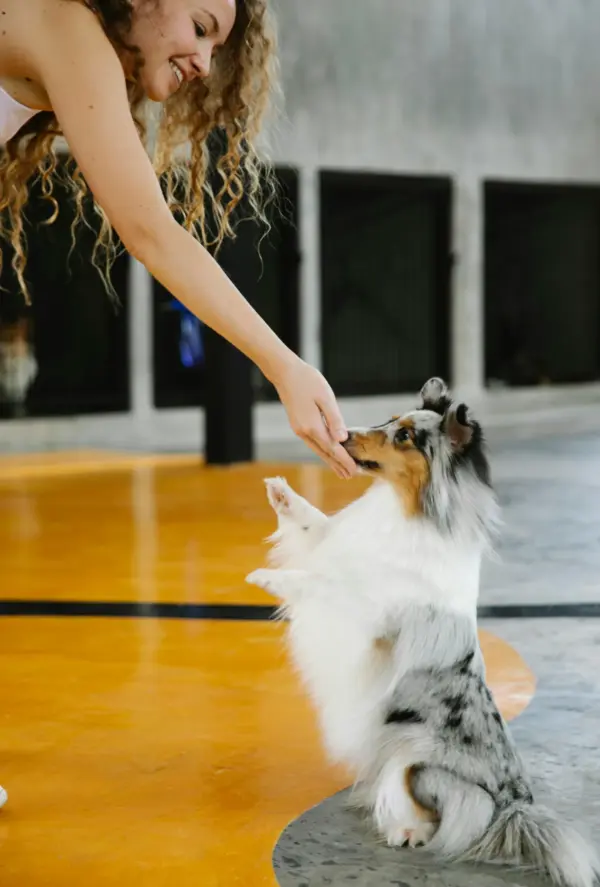 a-woman-trains-her-cheerful-shetland-sheepdog-to-sit-indoors a-woman-trains-her-cheerful-shetland-sheepdog-to-sit-indoors