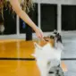 a-woman-trains-her-cheerful-shetland-sheepdog-to-sit-indoors