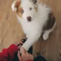 cute-close-up-of-an-australian-shepherd-puppy-with-blue-eyes