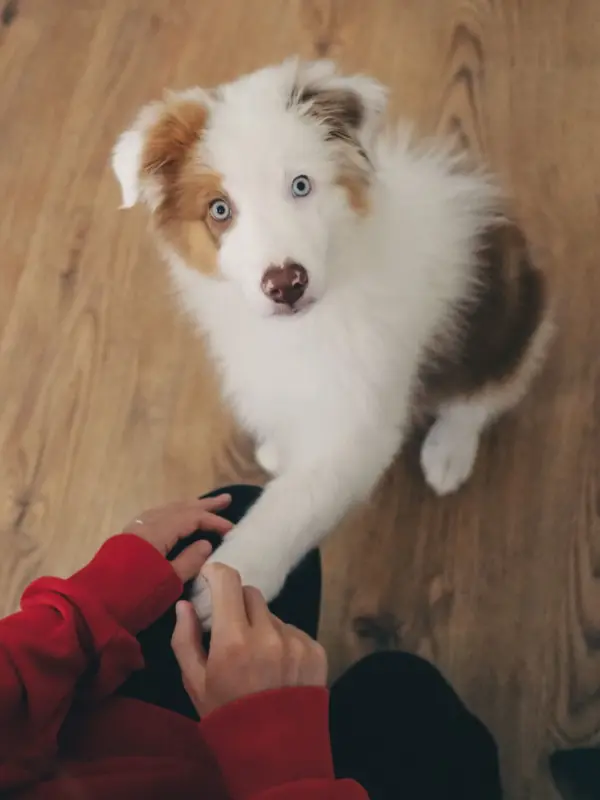 cute-close-up-of-an-australian-shepherd-puppy-with-blue-eyes cute-close-up-of-an-australian-shepherd-puppy-with-blue-eyes