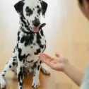 dalmatian-eagerly-waiting-for-a-treat