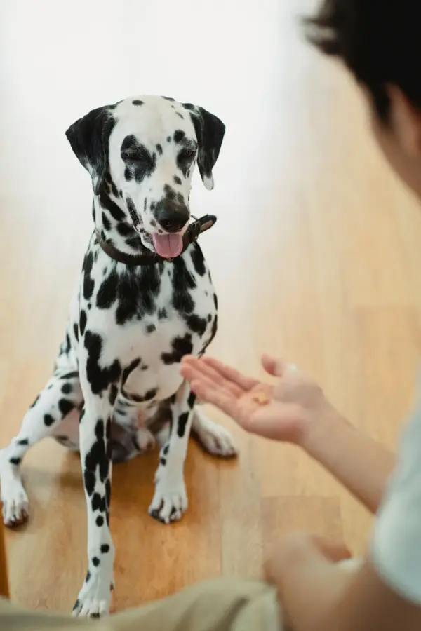 dalmatian-eagerly-waiting-for-a-treat dalmatian-eagerly-waiting-for-a-treat